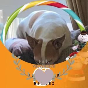 Meet your Posher, Carol